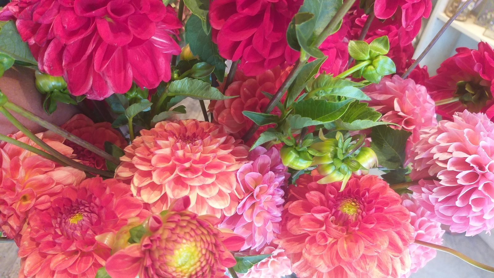 Dahlias rouges et roses