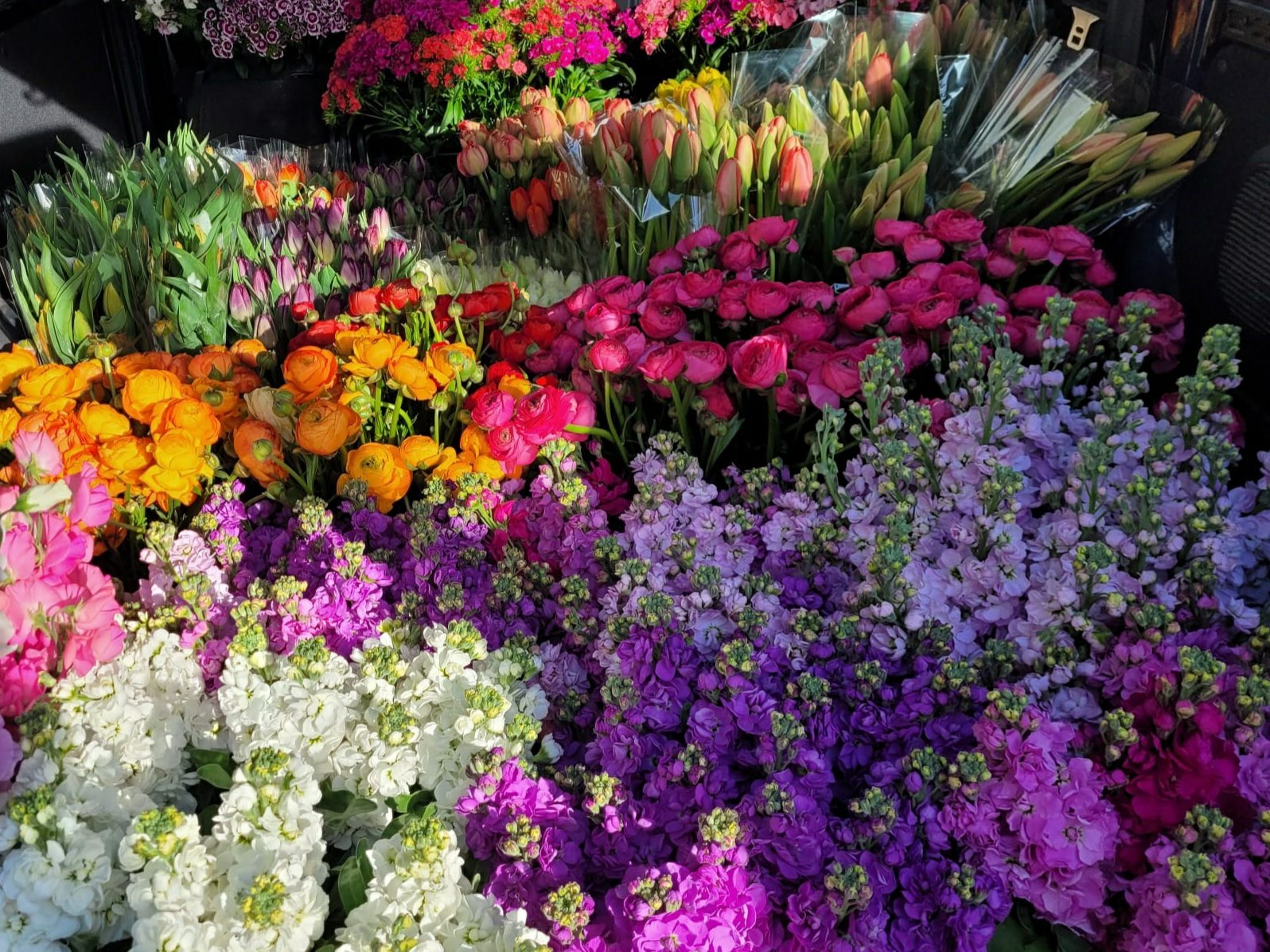 Étal de fleurs coupées : giroflées, tulipes, renoncules