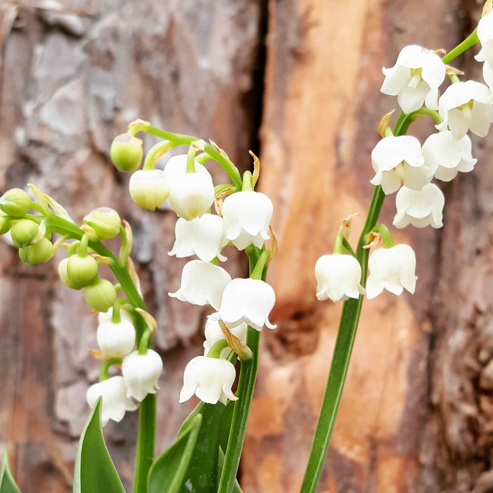 Brins de muguet