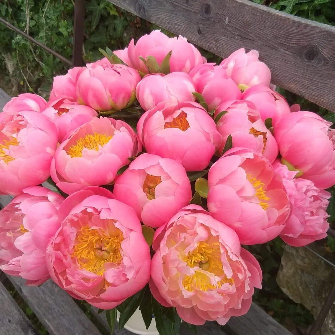 Pivoines corail