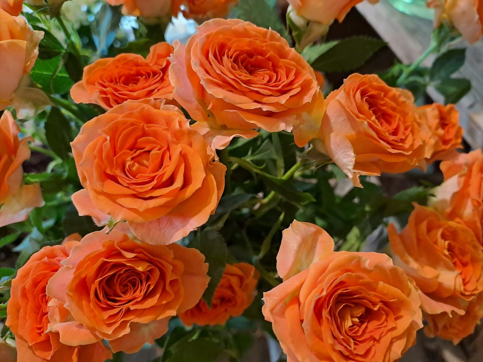 Roses orange