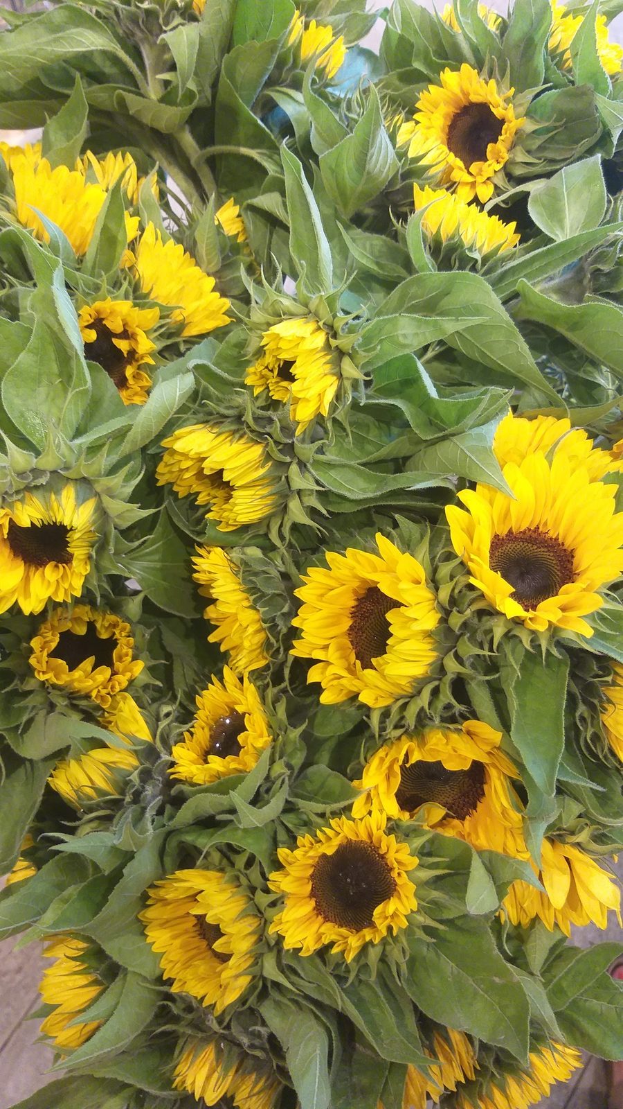 Tournesols en seaux