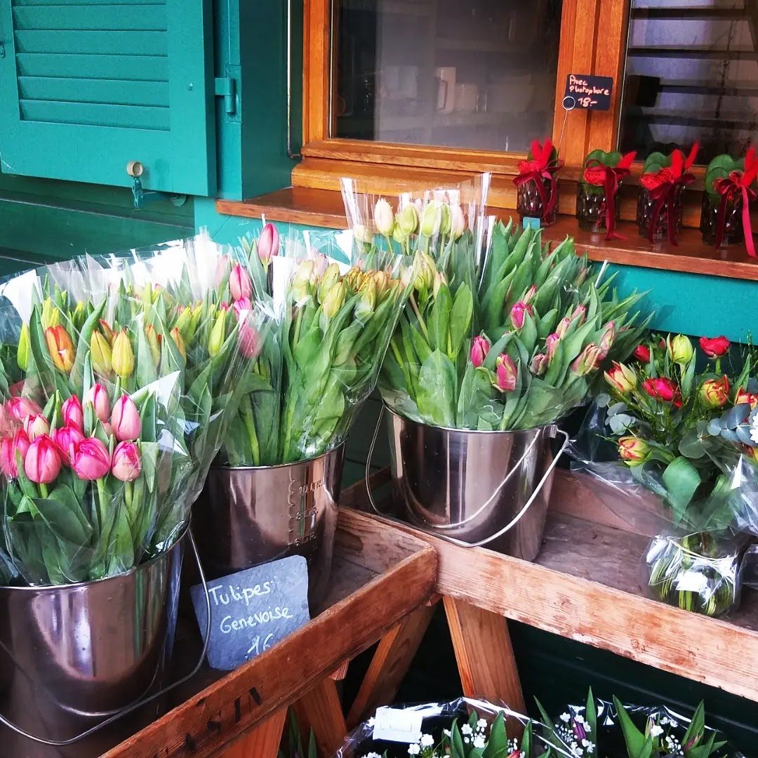 Tulipes en seaux devant la vitrine aux volets turquoise